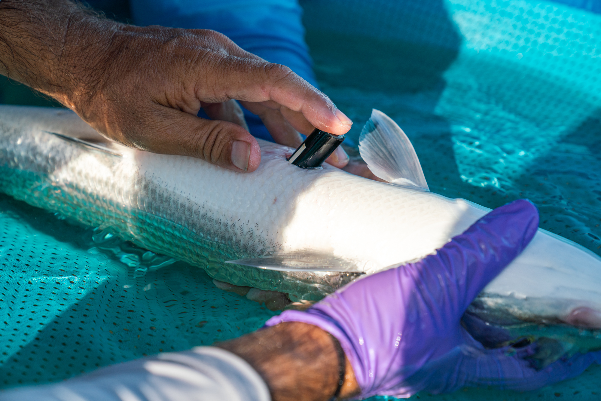 Ian_Wilson_Navarro_BonefishTarponTrust_DSC03759_12