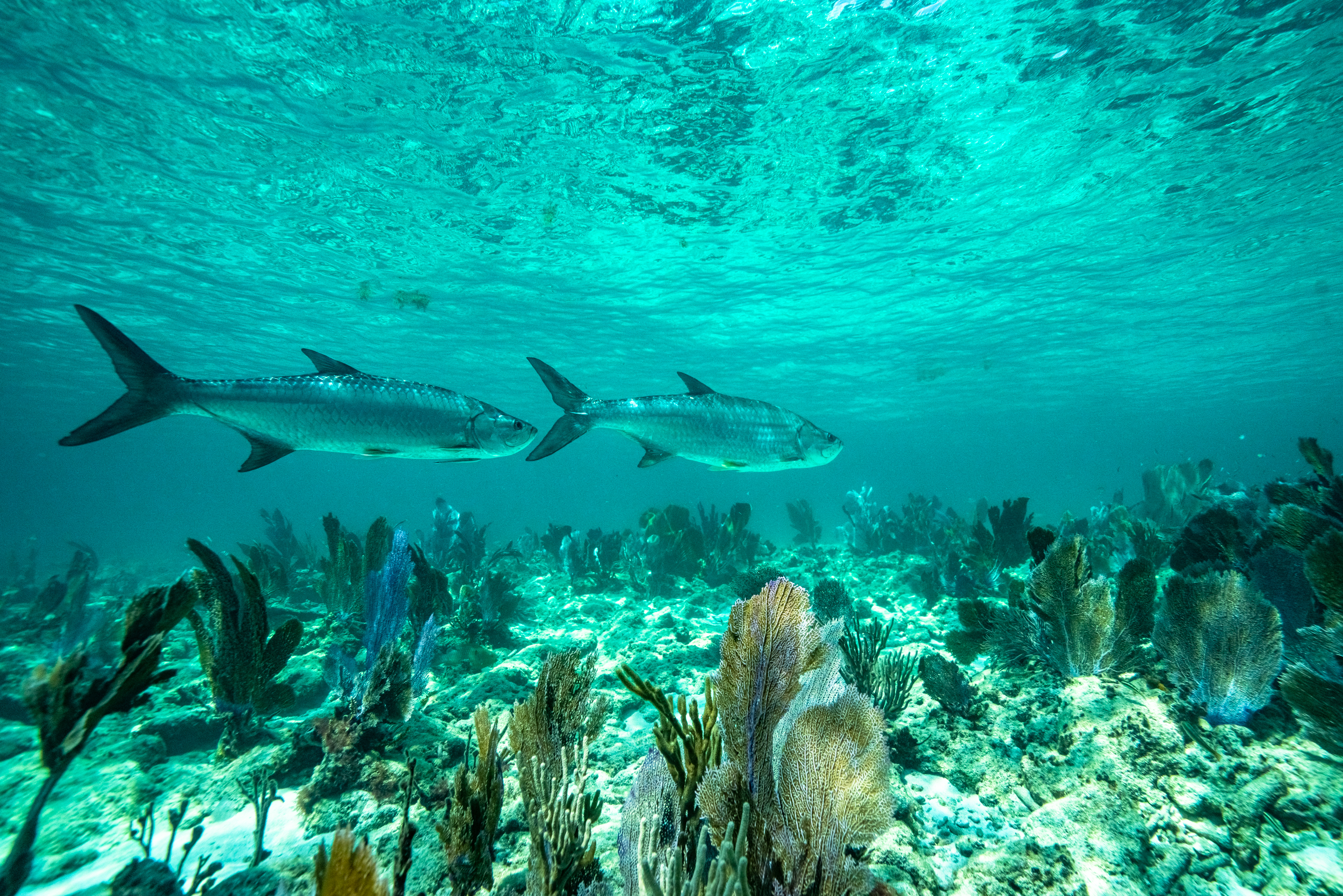 Ian_Wilson_Navarro_Florida_Print_07930